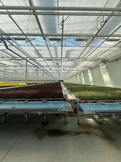 Haven Greens | Greenhouse Farming & Indoor Hydroponic Lettuce Ontario